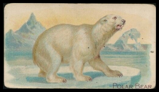 E28 Polar Bear.jpg